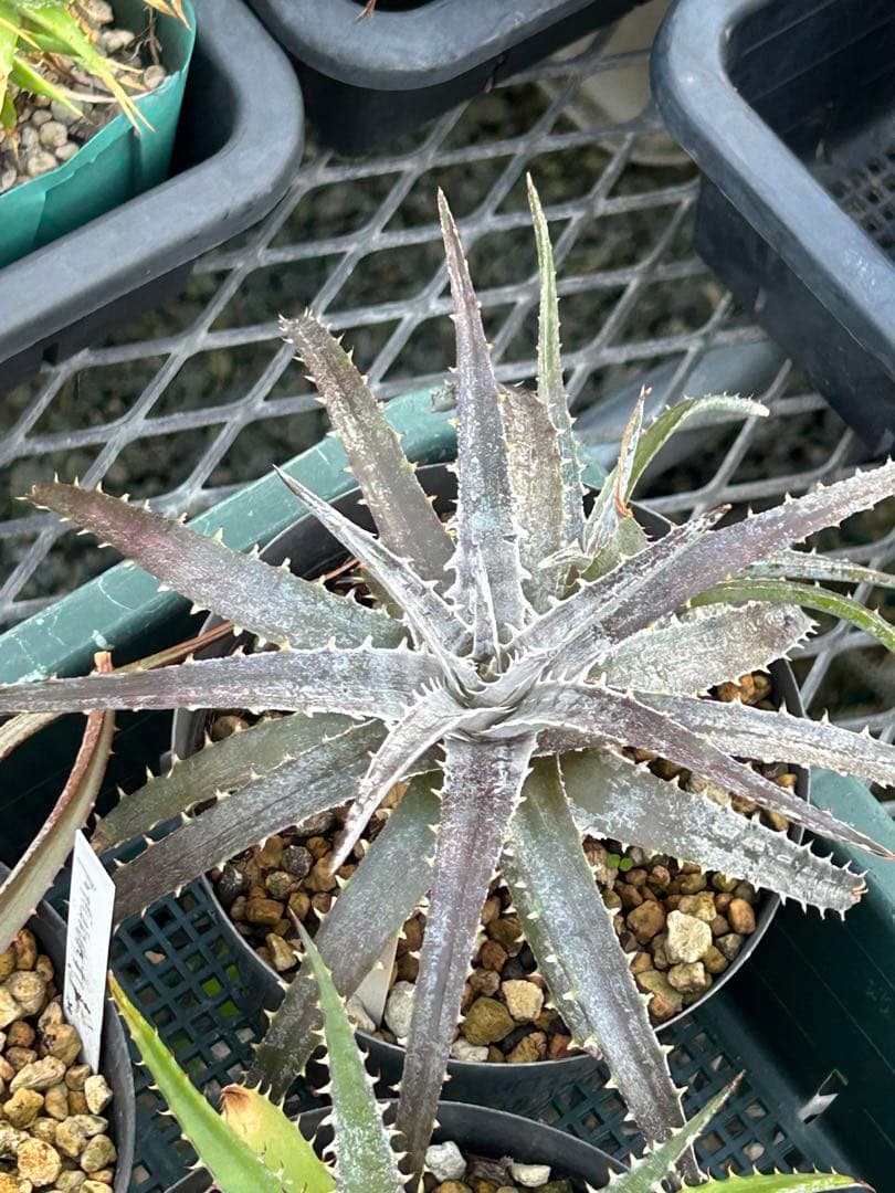 MRB ディッキア Dyckia まとめ売り MRB棚4番 10株