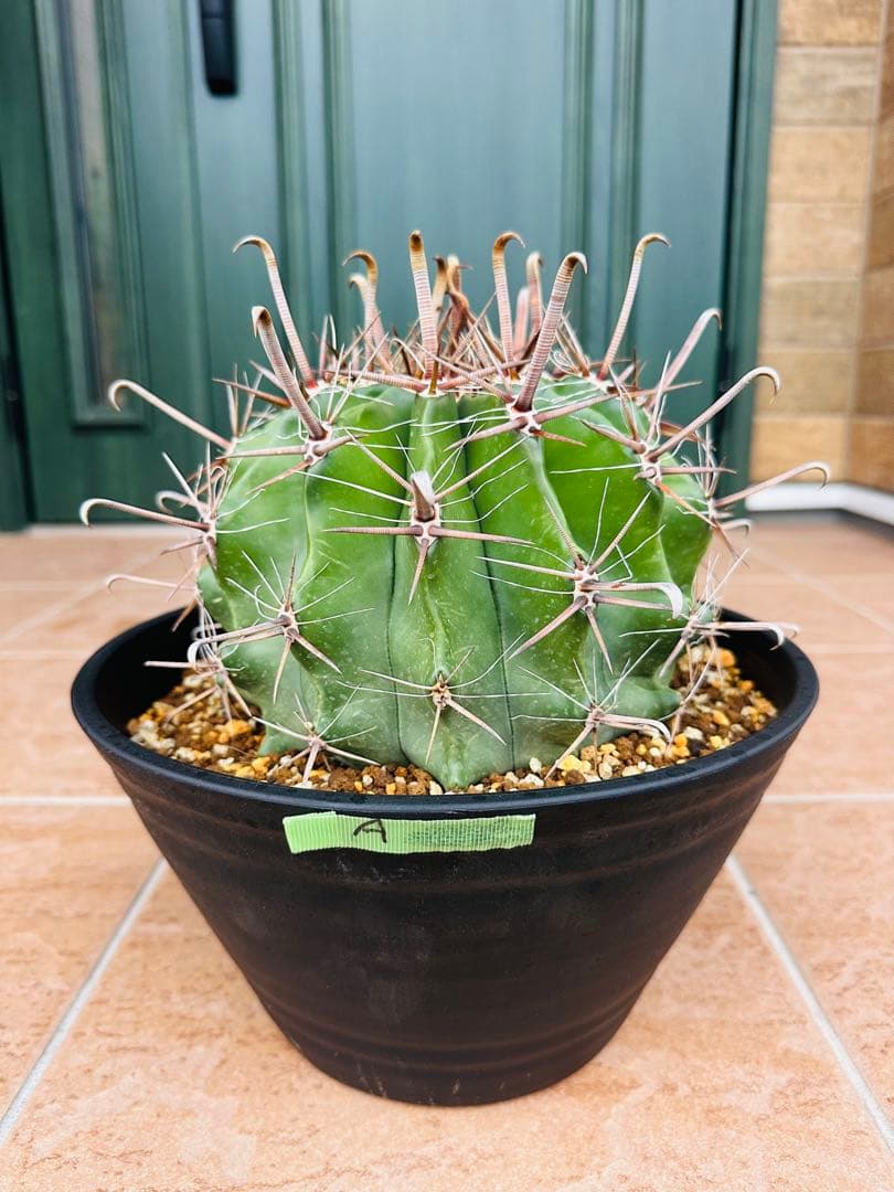 フェロカクタス　半島玉　大株　サボテン　金鯱　ドライガーデン　ガーデニング