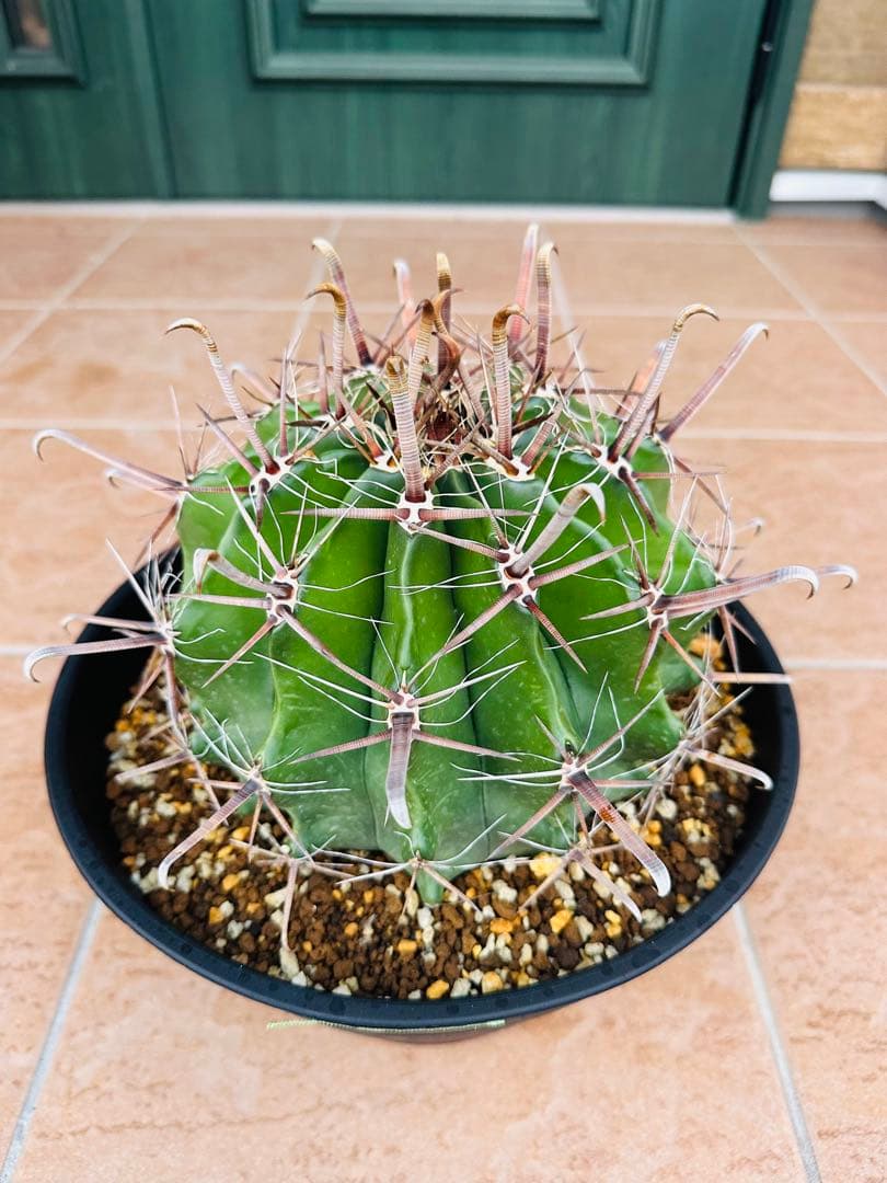 フェロカクタス　半島玉　大株　サボテン　金鯱　ドライガーデン　ガーデニング