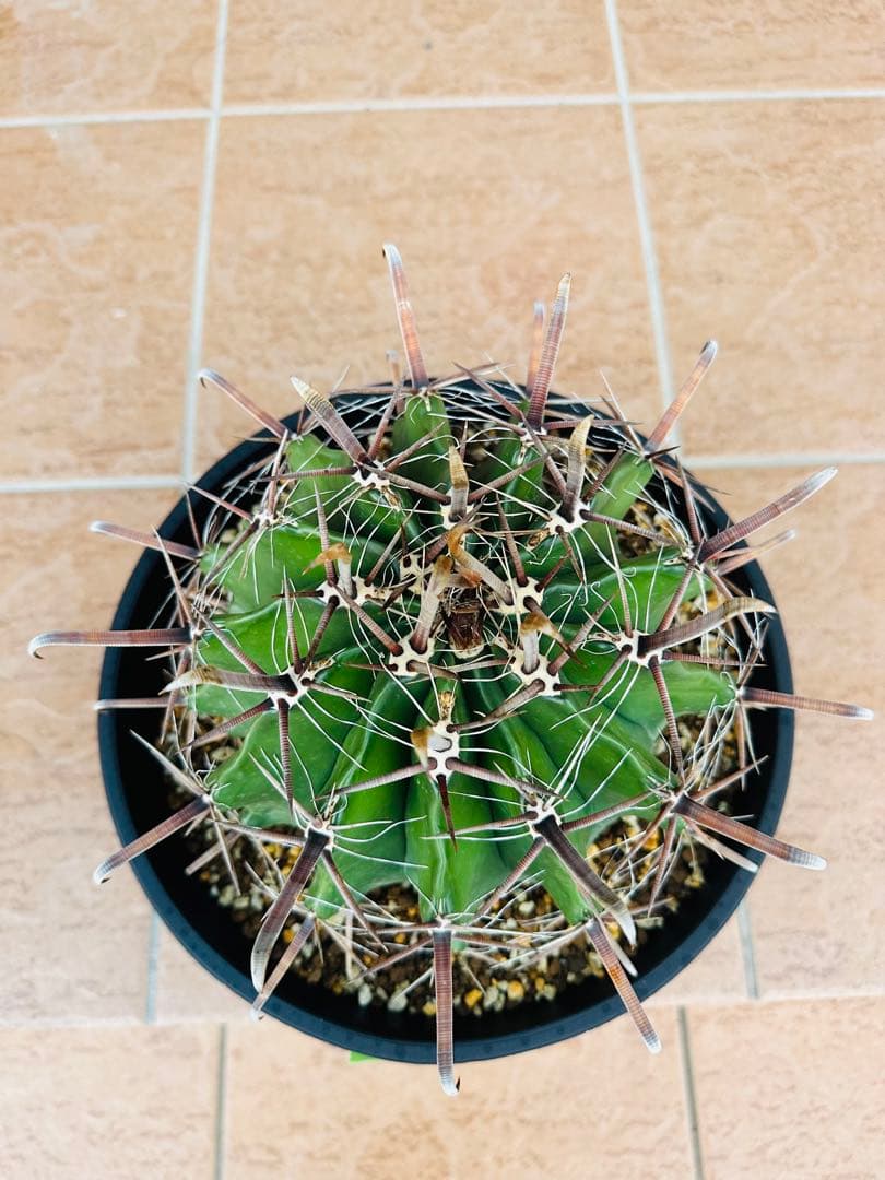 フェロカクタス　半島玉　大株　サボテン　金鯱　ドライガーデン　ガーデニング