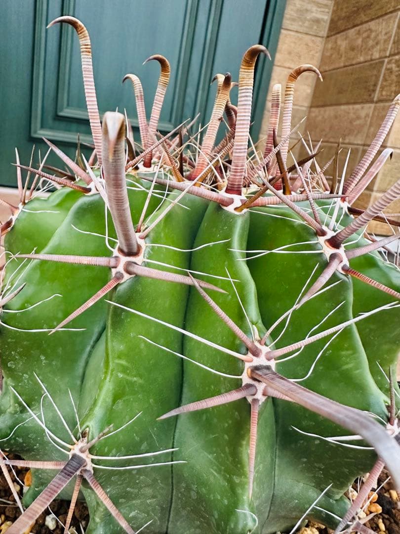 フェロカクタス　半島玉　大株　サボテン　金鯱　ドライガーデン　ガーデニング