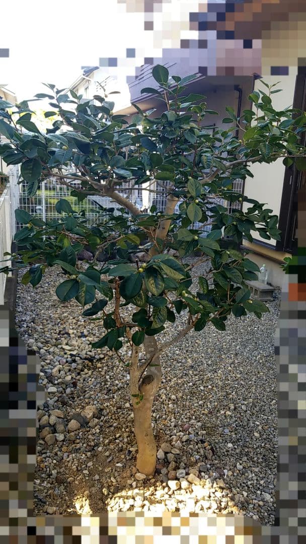 初椿　庭木　ツバキ　大苗　ガーデニング　植木 　樹齢約20～25年　引取三重