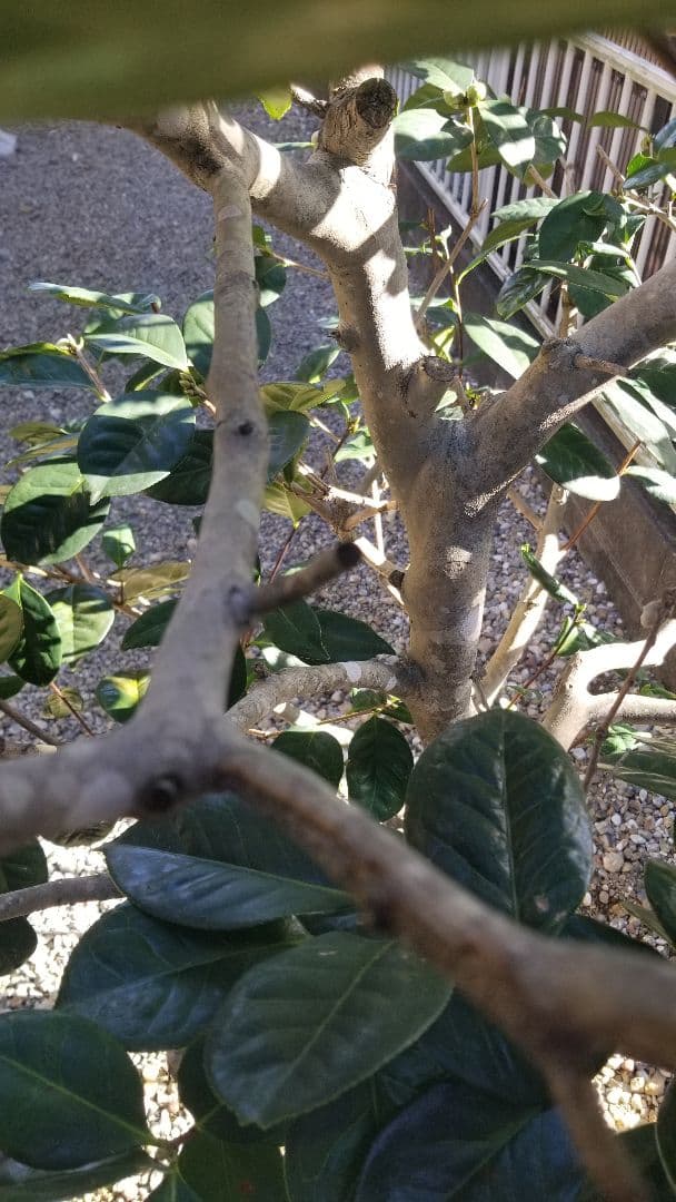 初椿　庭木　ツバキ　大苗　ガーデニング　植木 　樹齢約20～25年　引取三重