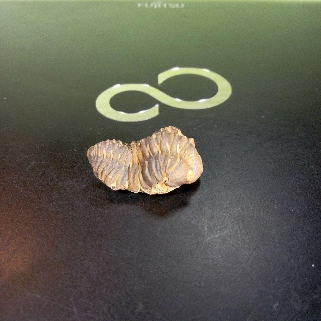 三葉虫　化石　fossil　海　ボリビア産　trilobite　海生動物判別⑫