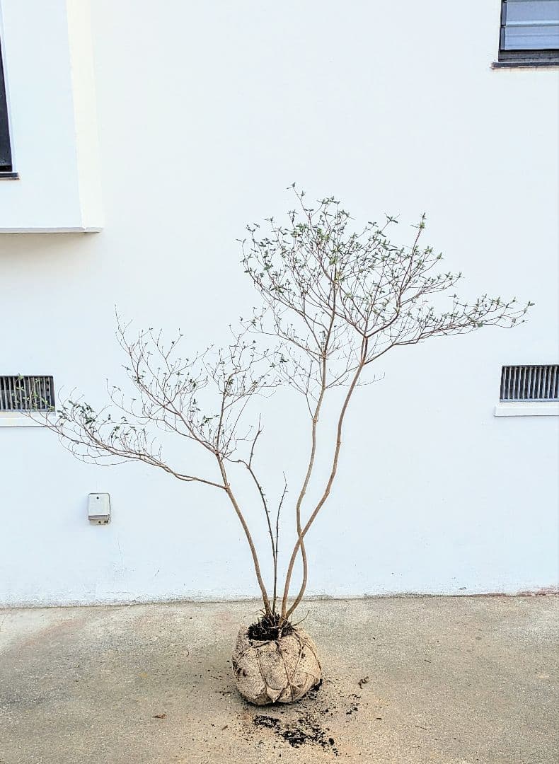 見返り美人。山採りヤマツツジ。