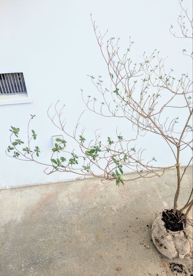 見返り美人。山採りヤマツツジ。