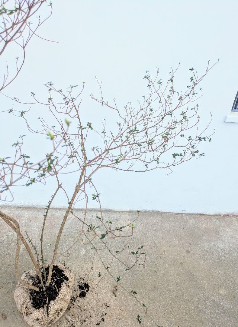 見返り美人。山採りヤマツツジ。