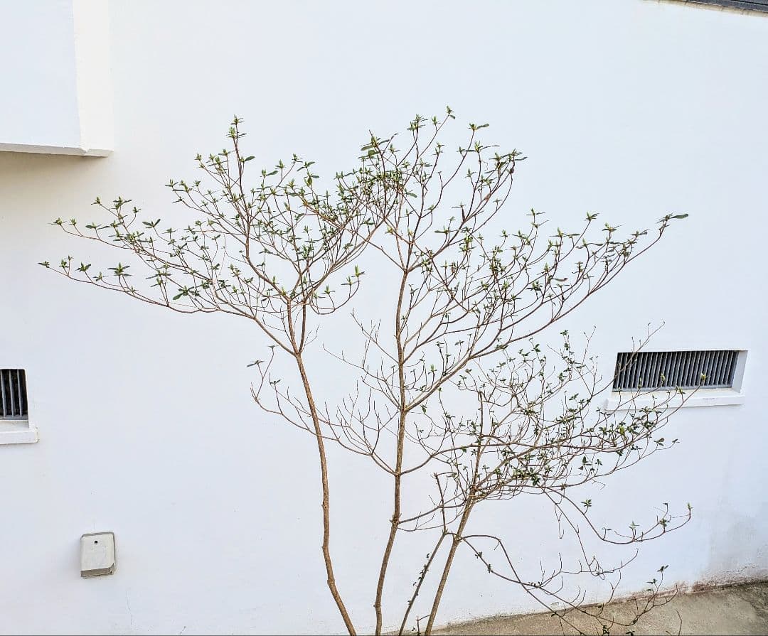 見返り美人。山採りヤマツツジ。