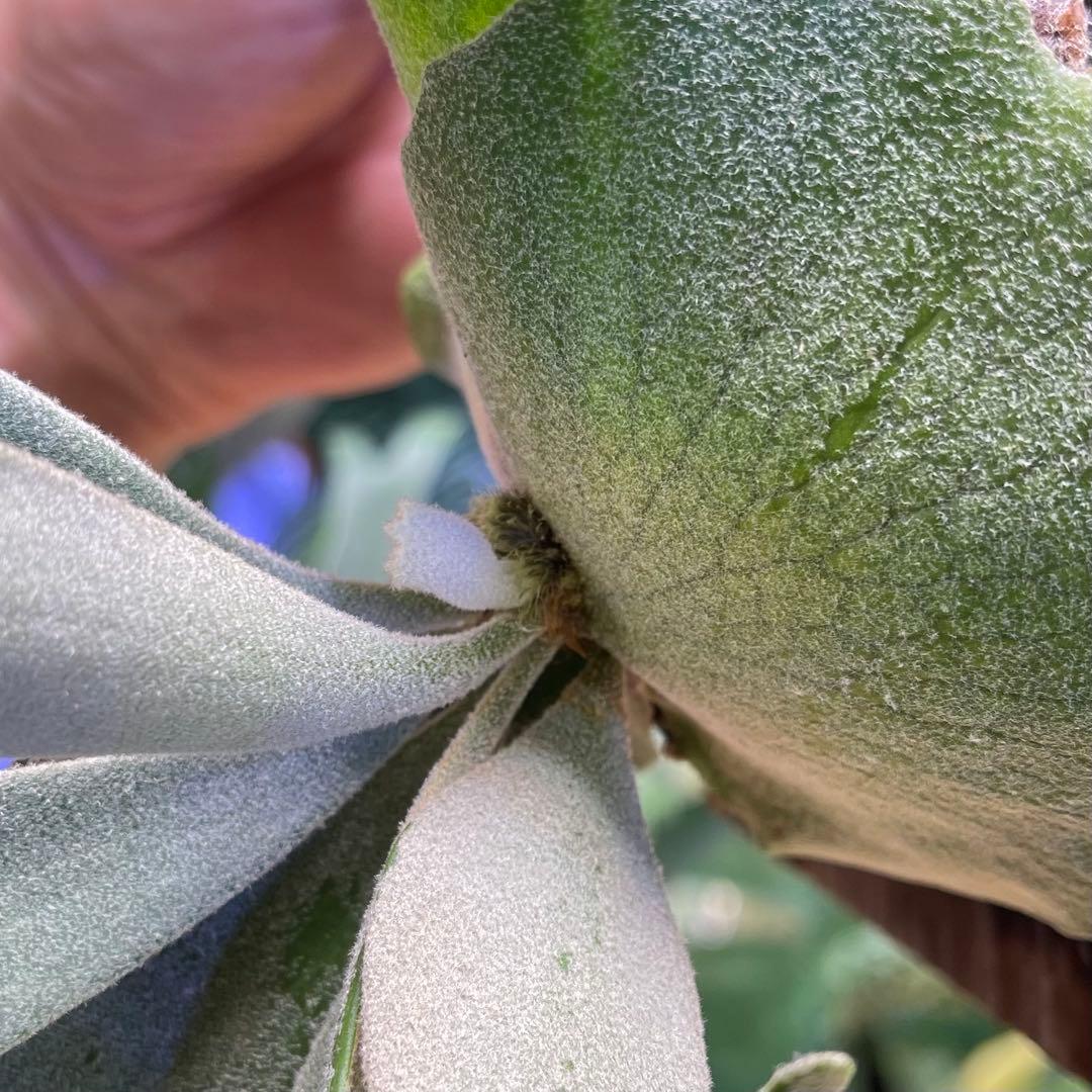 willinckii IZANAGI 伊奘諾 伊弉諾 ビカクシダ Izangi