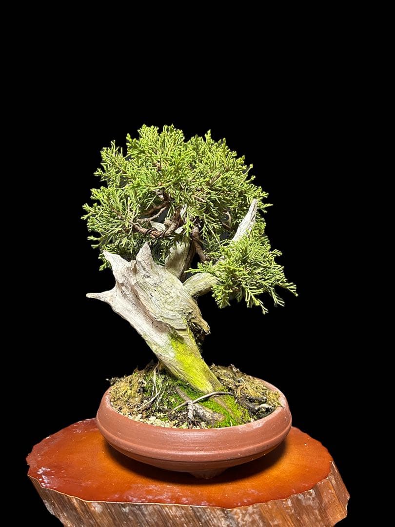 【盆栽屋大和】真柏 小品盆栽 取りに来れる方大歓迎 自社配送も可