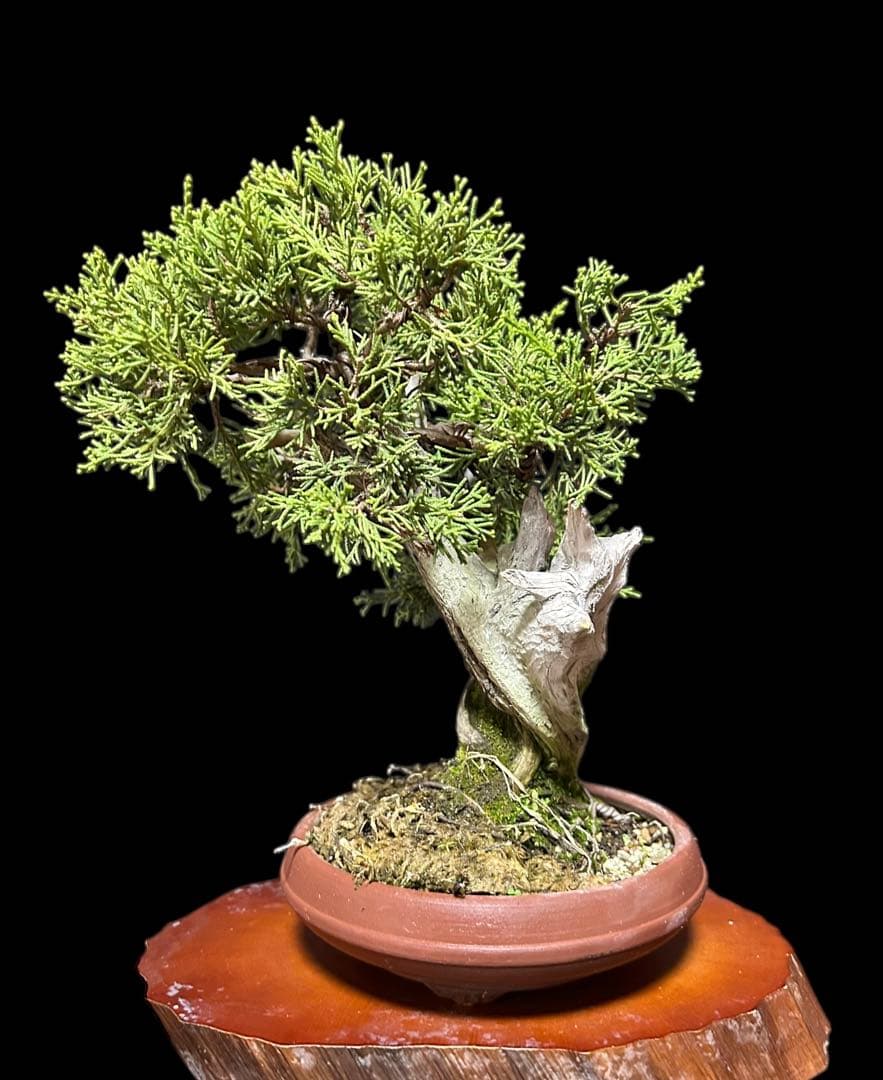 【盆栽屋大和】真柏 小品盆栽 取りに来れる方大歓迎 自社配送も可