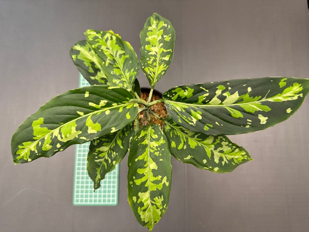 アグラオネマピクタムトリカラー　白黒親株二鉢！　超お買い得！鉢毎発送！