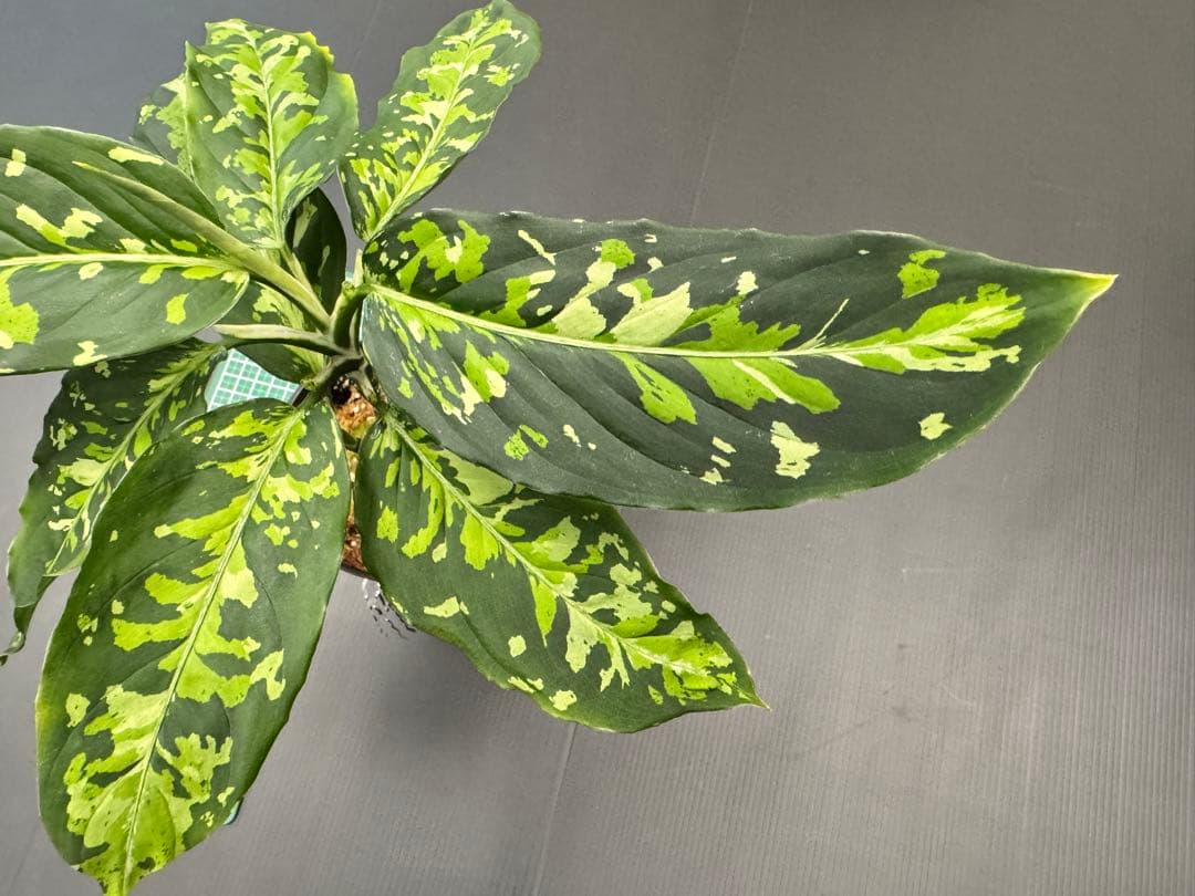 アグラオネマピクタムトリカラー　白黒親株二鉢！　超お買い得！鉢毎発送！