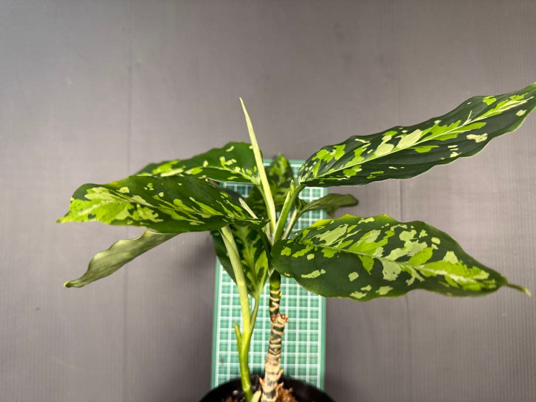 アグラオネマピクタムトリカラー　白黒親株二鉢！　超お買い得！鉢毎発送！