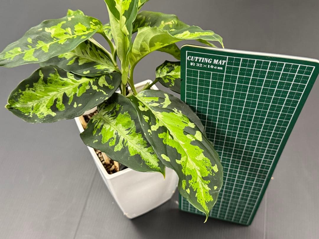 アグラオネマピクタムトリカラー　白黒親株二鉢！　超お買い得！鉢毎発送！