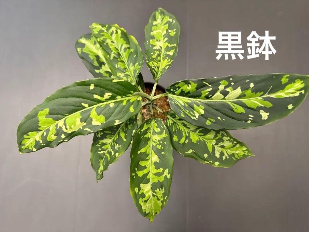 アグラオネマピクタムトリカラー　白黒親株二鉢！　超お買い得！鉢毎発送！