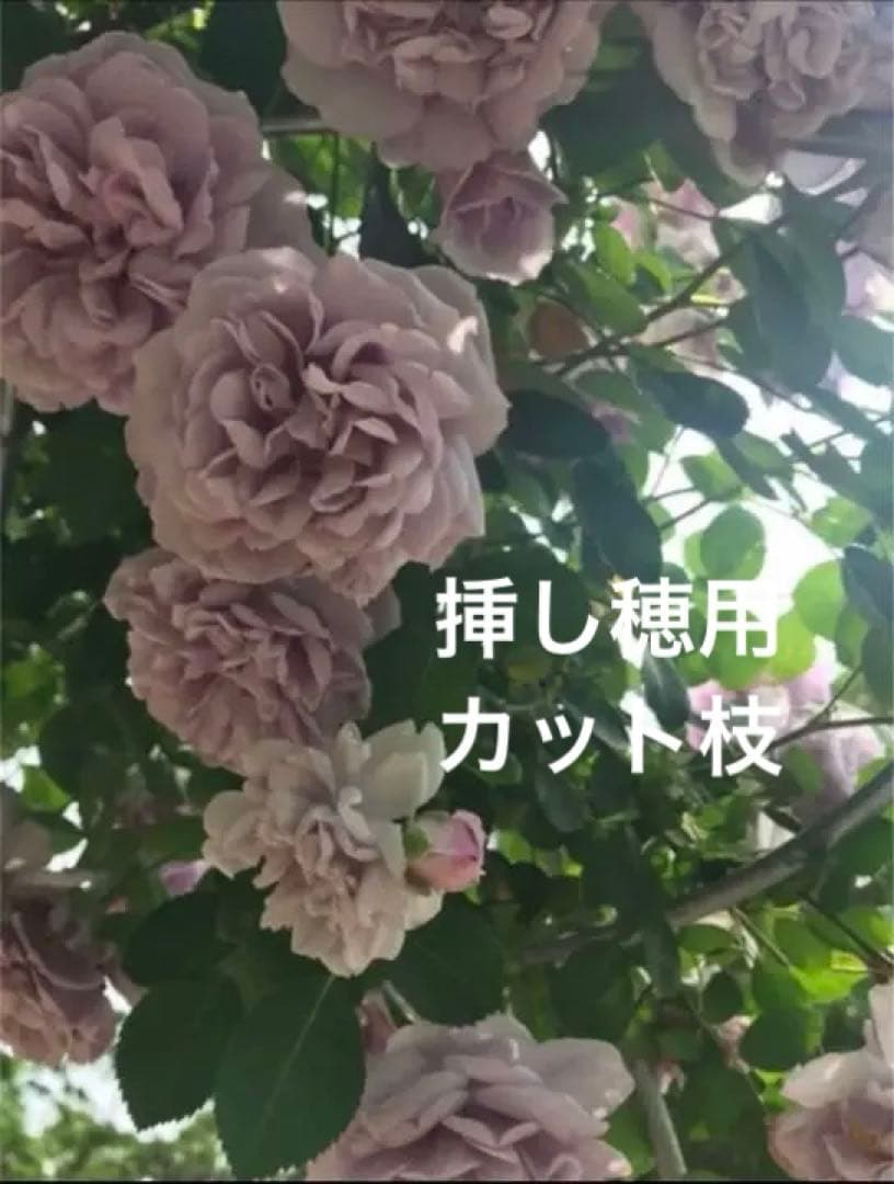 (ᵔᴥᵔ)♡ツルバラ♡挿し穂　かわいいお庭♡挿し穂用カット枝