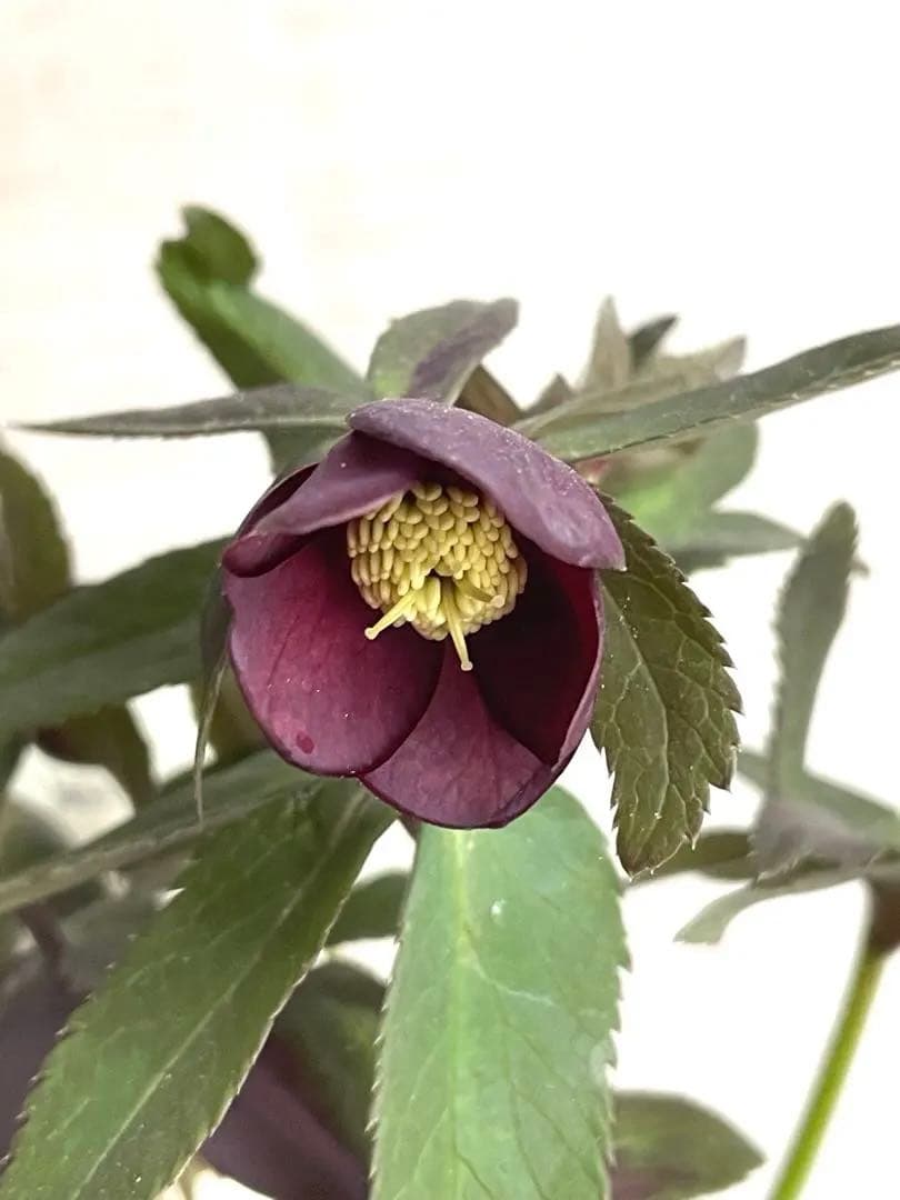 ⭐️専用　原種アトロルーベンス系　ダーク　リトルビースト