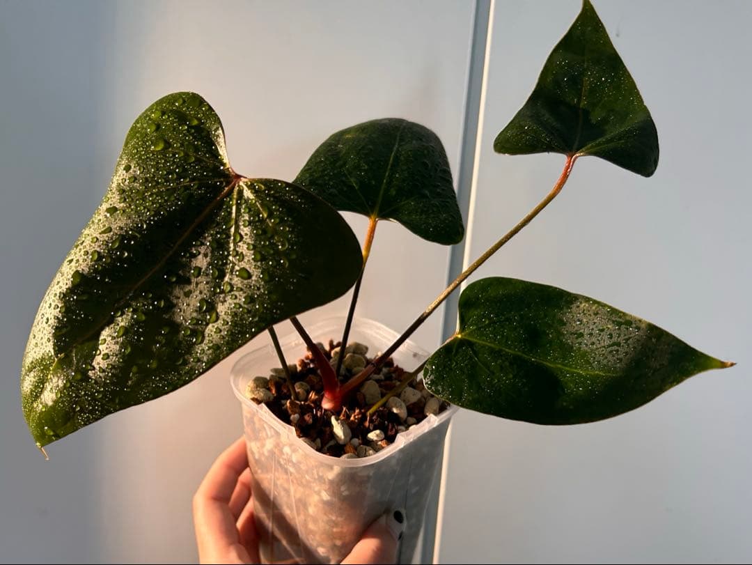 アンスリウム　ドリトー　DORITO