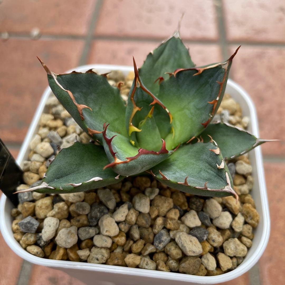 アガベ ハイブリッド　曙光姫　曙光×姫嚴龍