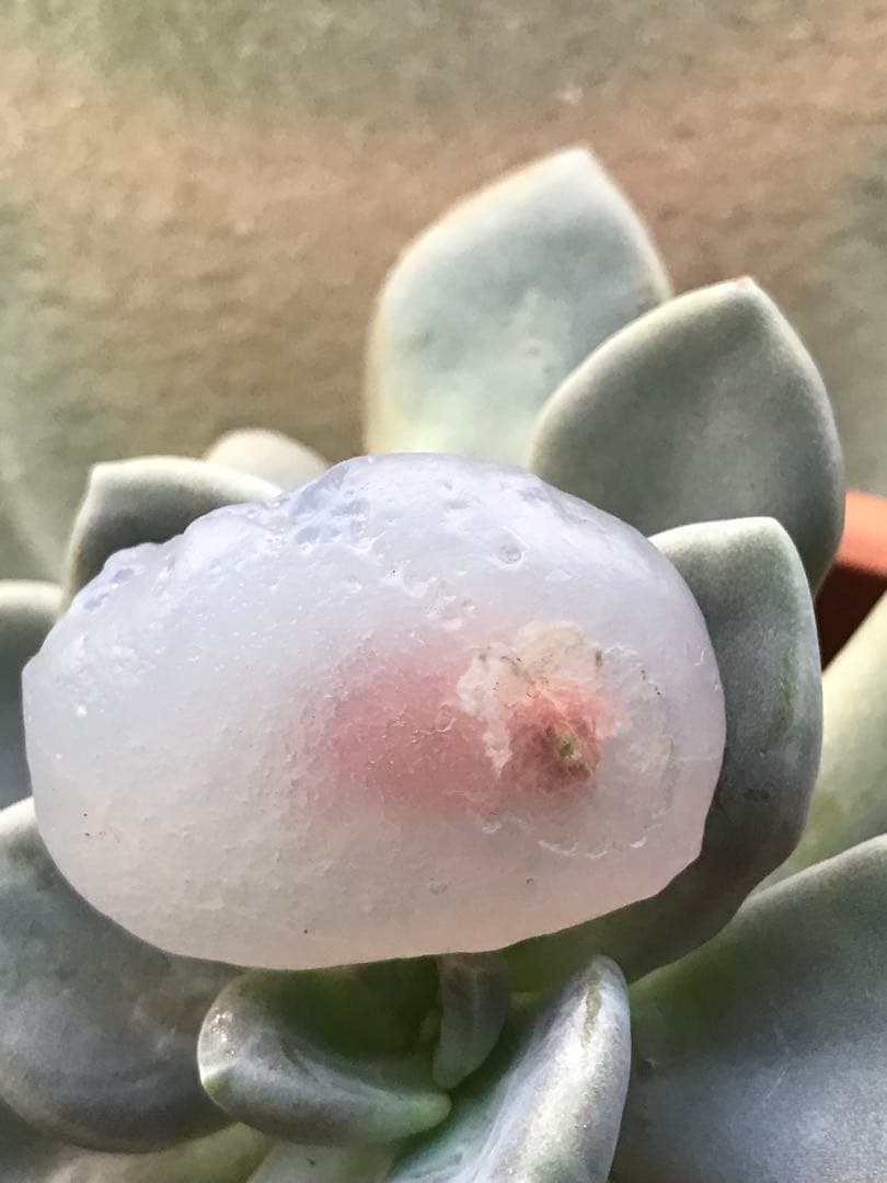 ゴビ石−1426 ゴビ瑪瑙　原石　ピンク