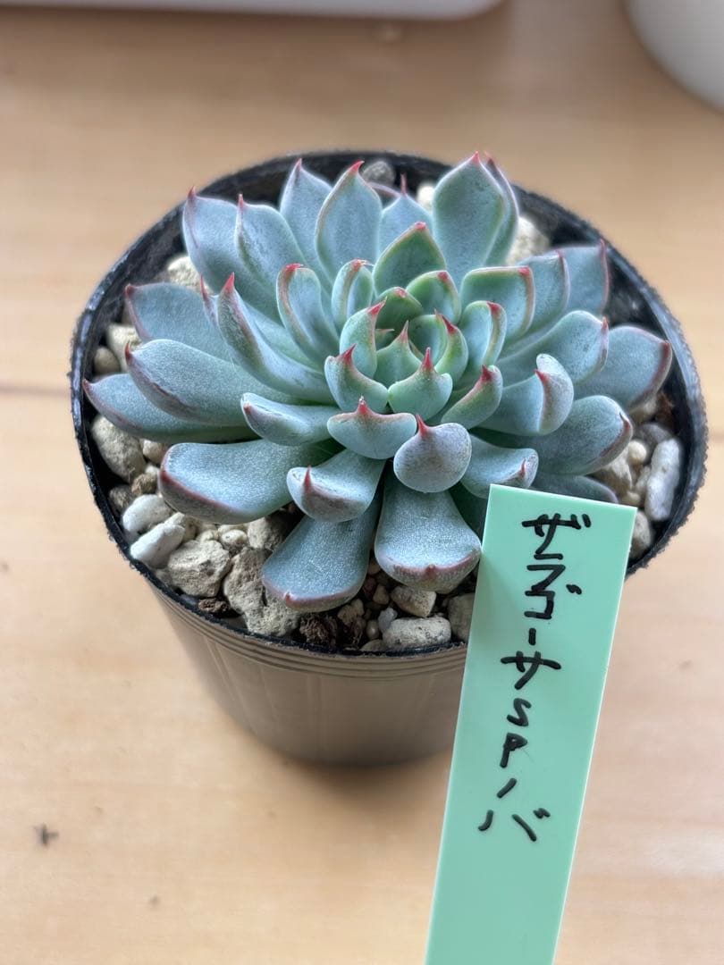 おらいさん ザラゴーサSPノバ 札付きポットごと メルカリ便