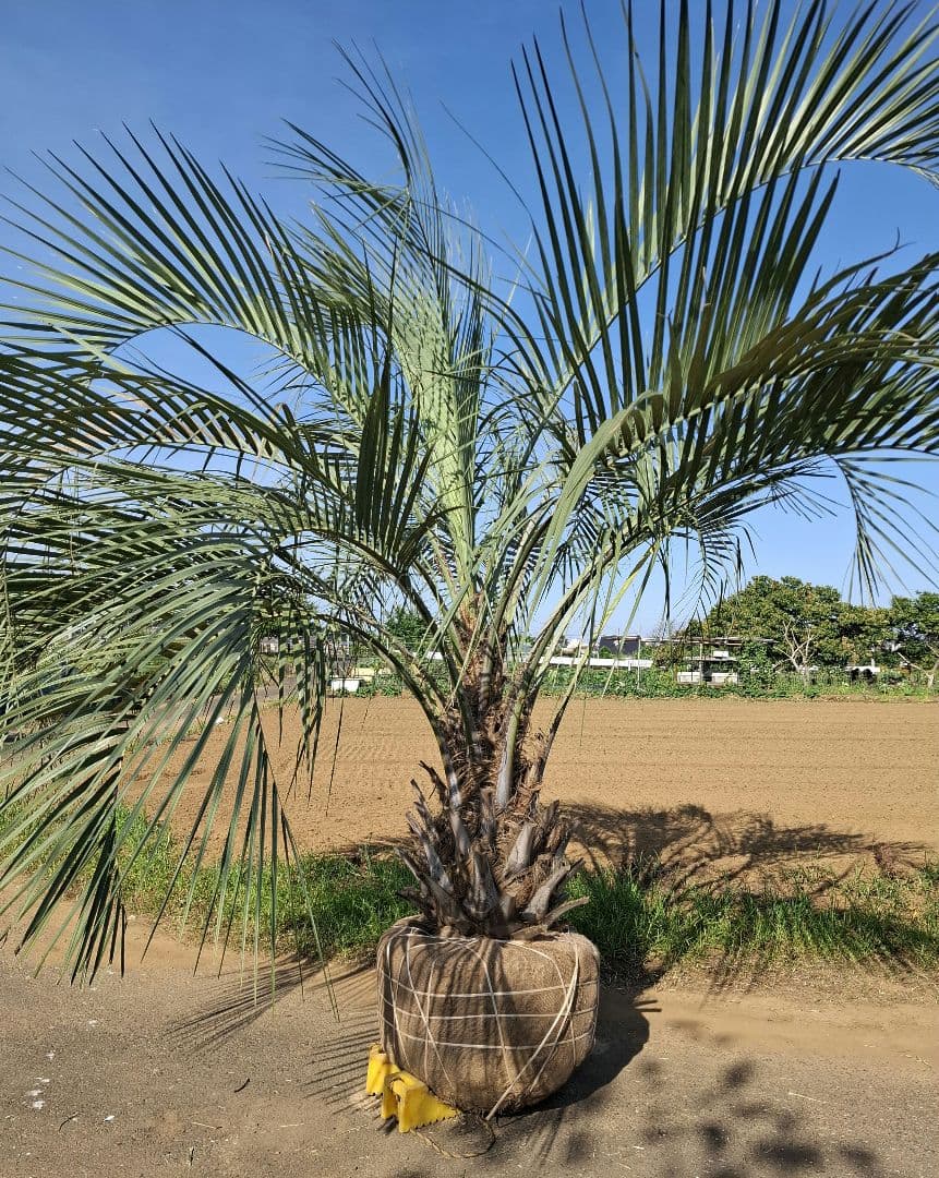 ココスヤシ ――蘇鉄 ソテツ ヤシ サバルヤシ アガベ ――