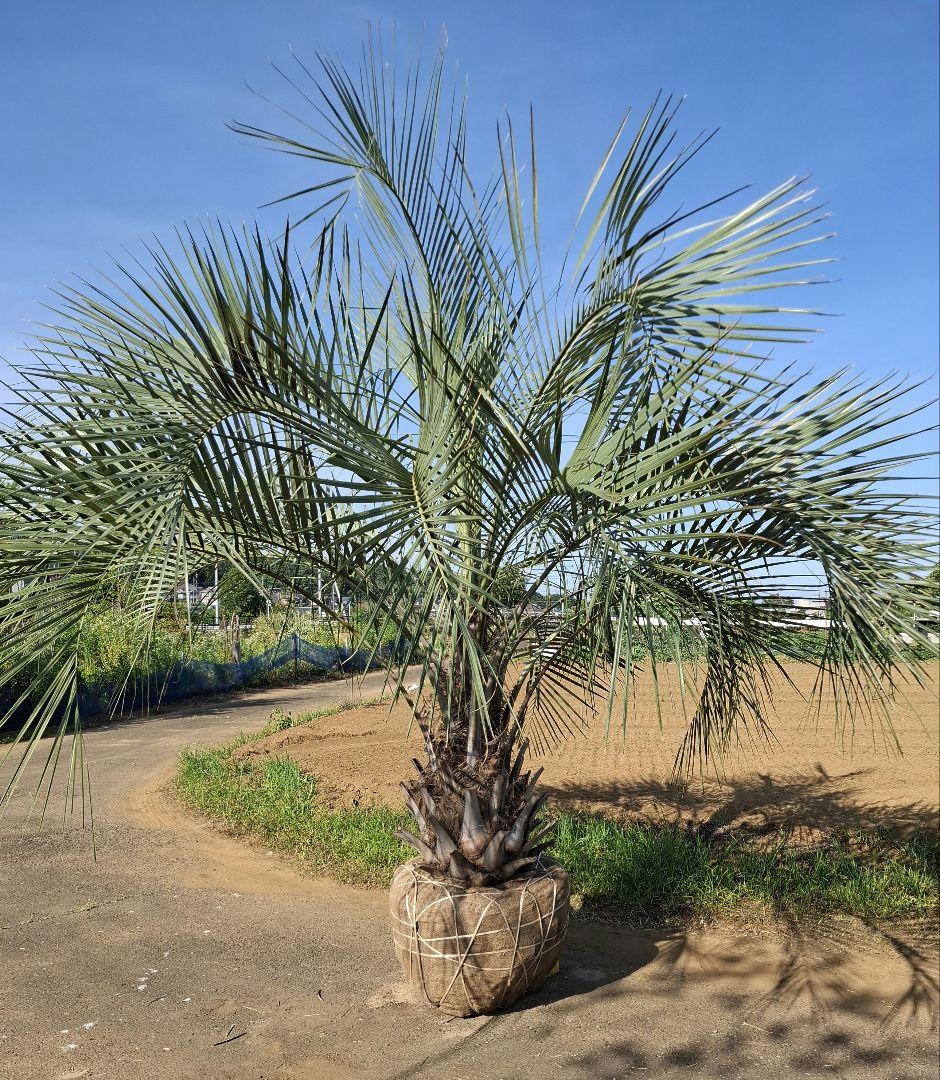 ココスヤシ ――蘇鉄 ソテツ ヤシ サバルヤシ アガベ ――