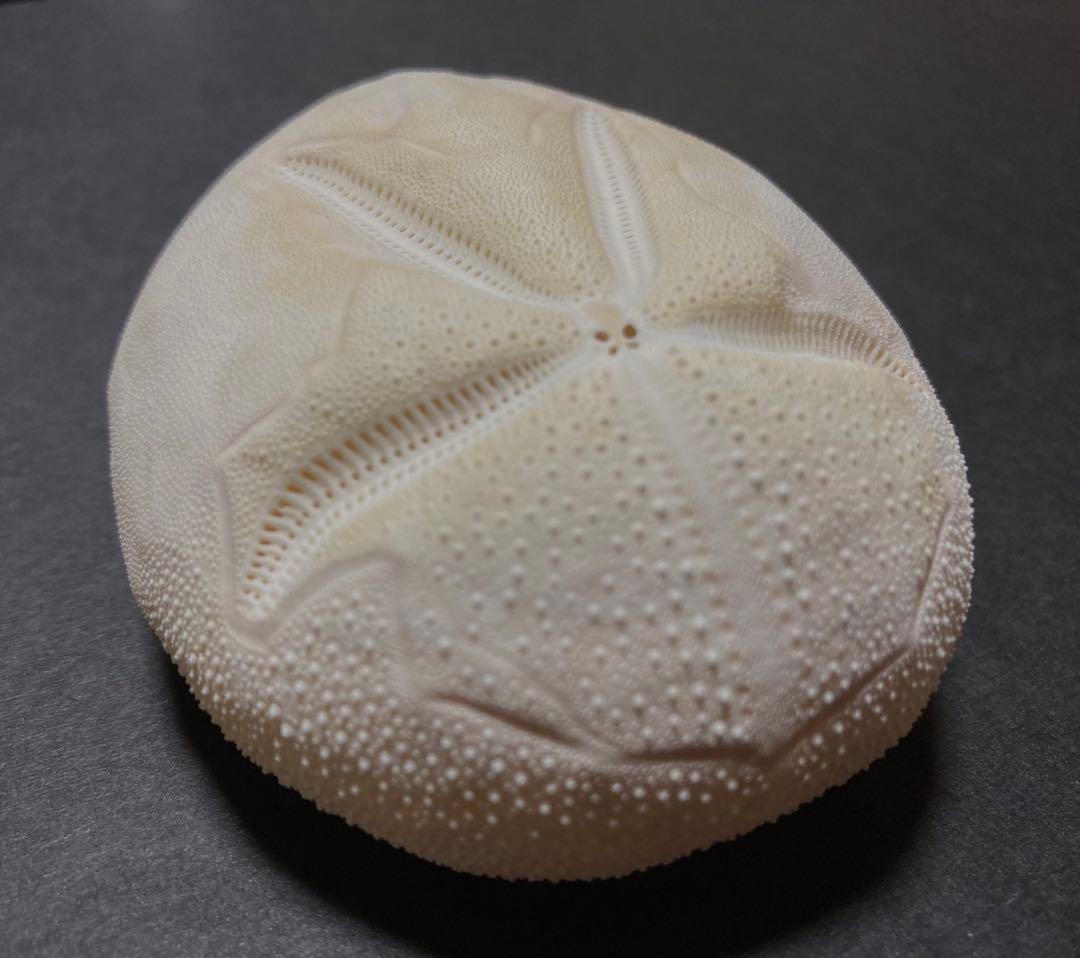 オオブンブク　ブンブク　ウニ　ウニ殻　標本