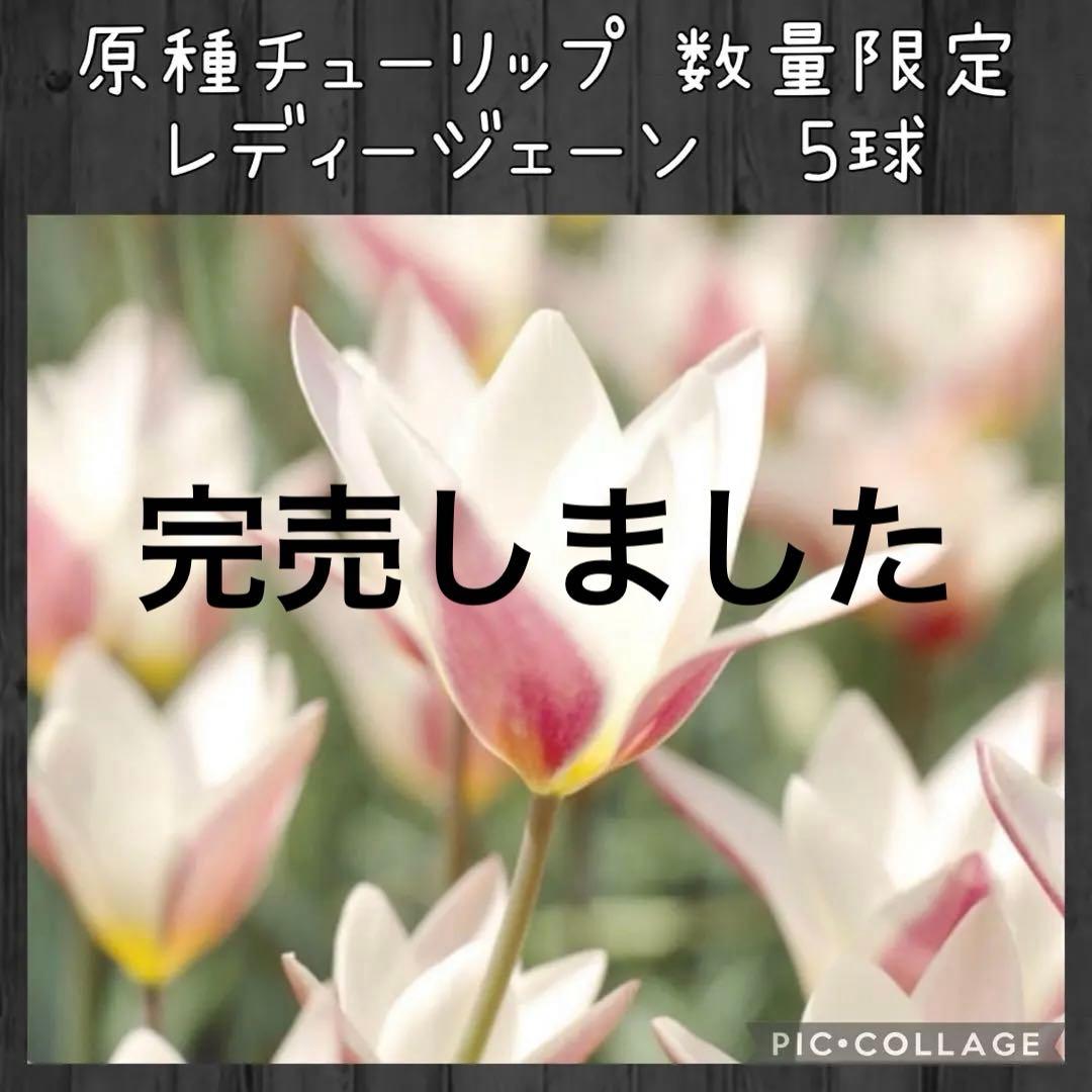 【球根】原種 チューリップ レディージェーン　5球　数量限定　在庫少なめ