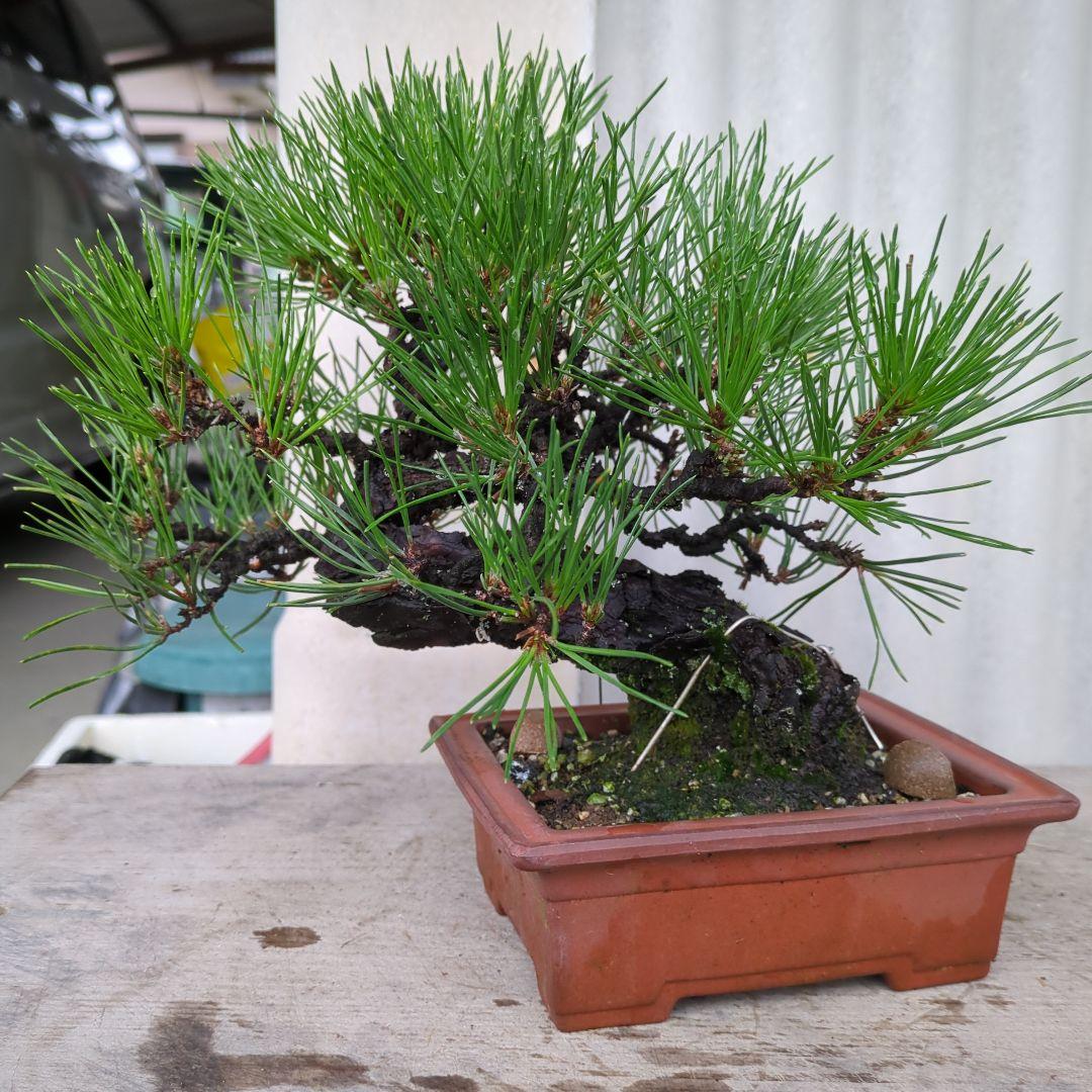 松盆栽 高さ約20cm 茶色の鉢