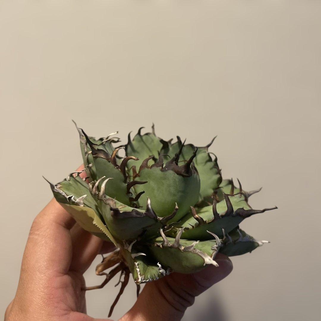 A083 アガベ 黒鯨