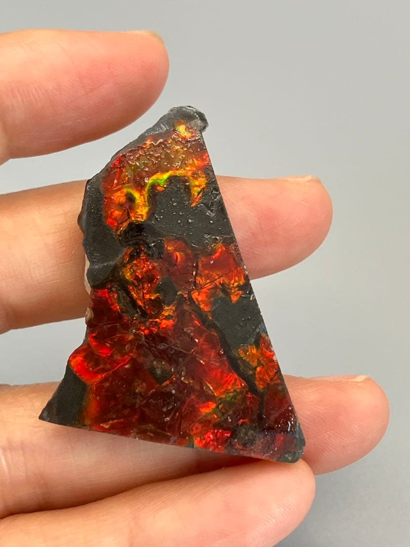 化石　原石　アンモライト　アンモナイト　カナダ産　幅4.4cm 箱付き
