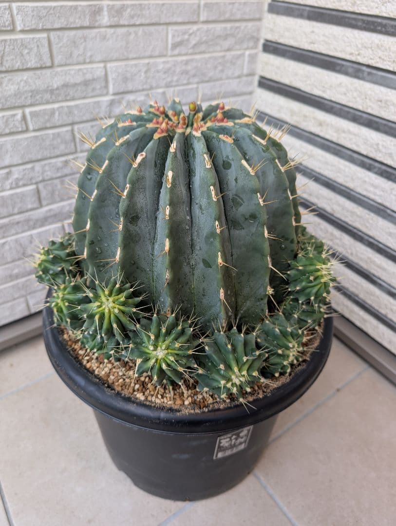 【Omc Labo】極上3　フェロカクタス刺無王冠竜　希少 サボテン　古木