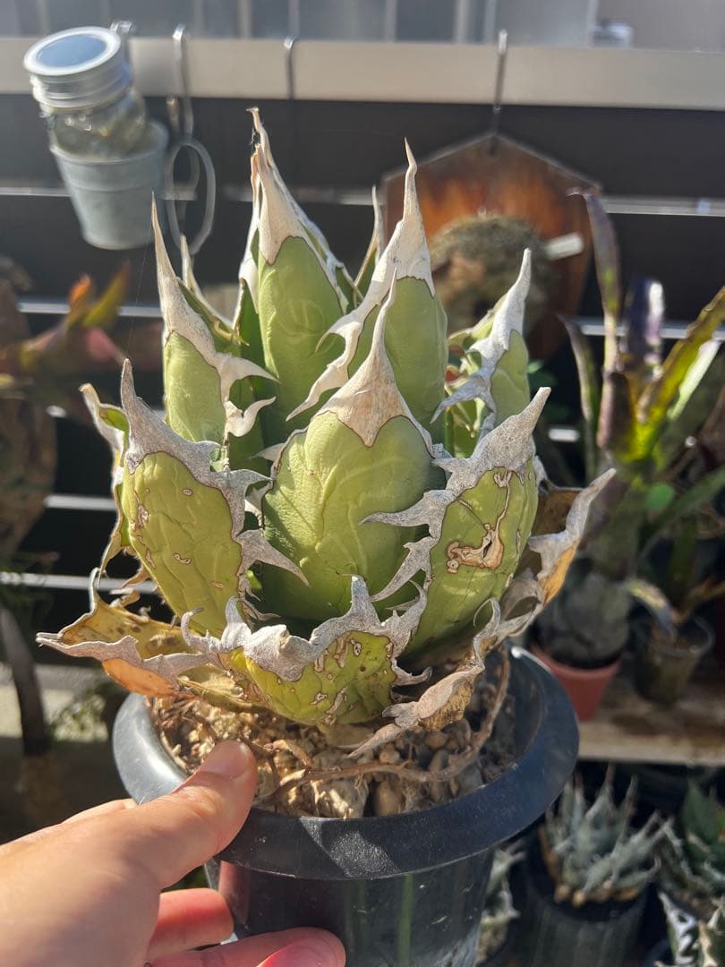 アガベ　オアハカ 現地球