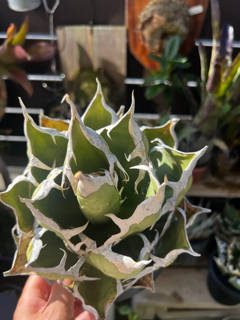 アガベ　オアハカ 現地球