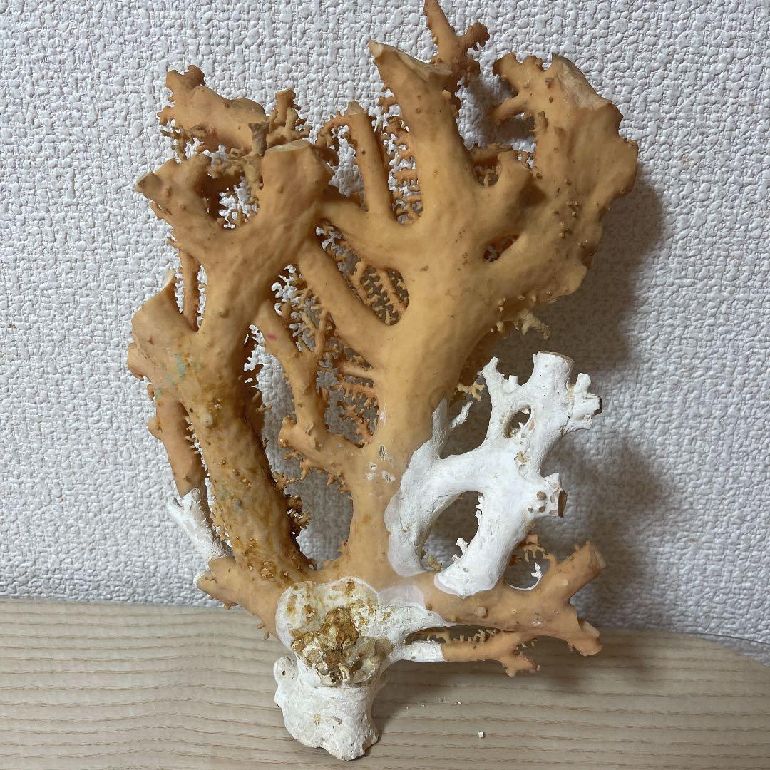 珊瑚ピンク色 天然珊瑚樹567g