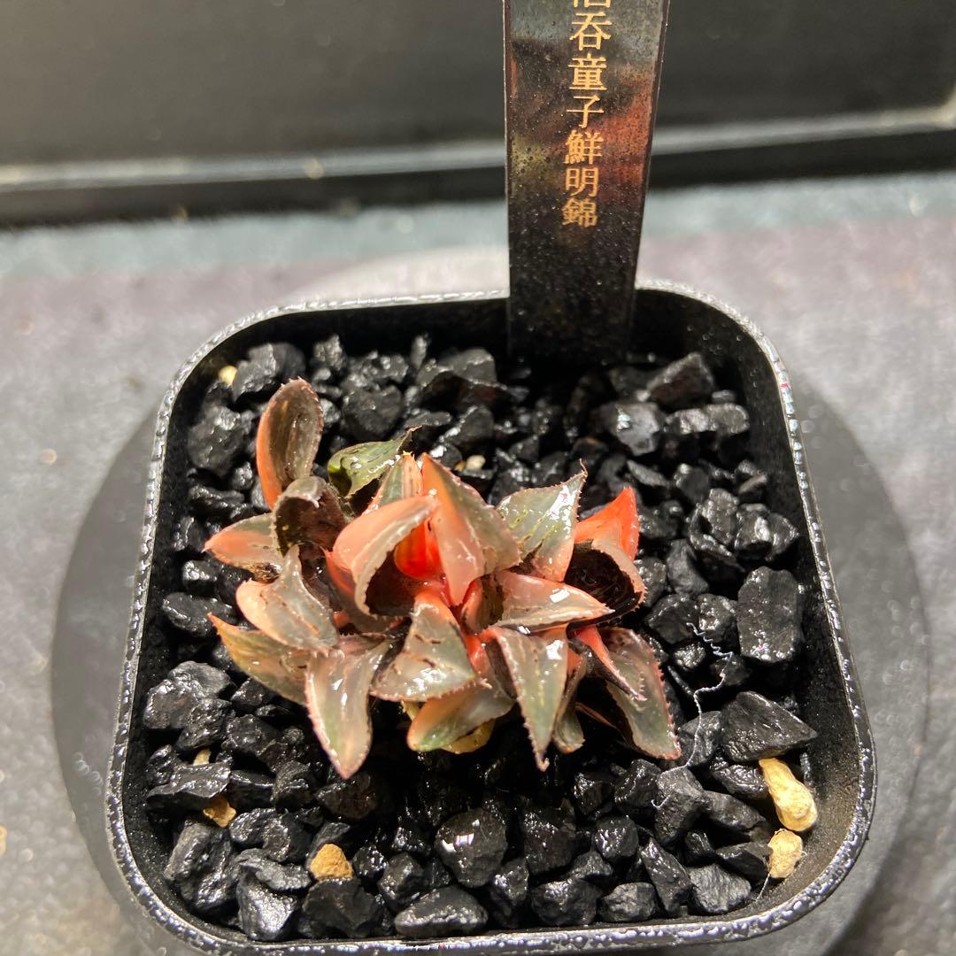 O*Z様 酒呑童子鮮明錦　群生　超美株　極上斑