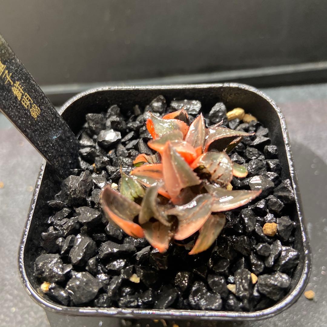 O*Z様 酒呑童子鮮明錦　群生　超美株　極上斑