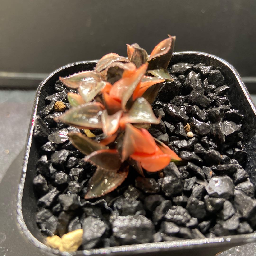 O*Z様 酒呑童子鮮明錦　群生　超美株　極上斑