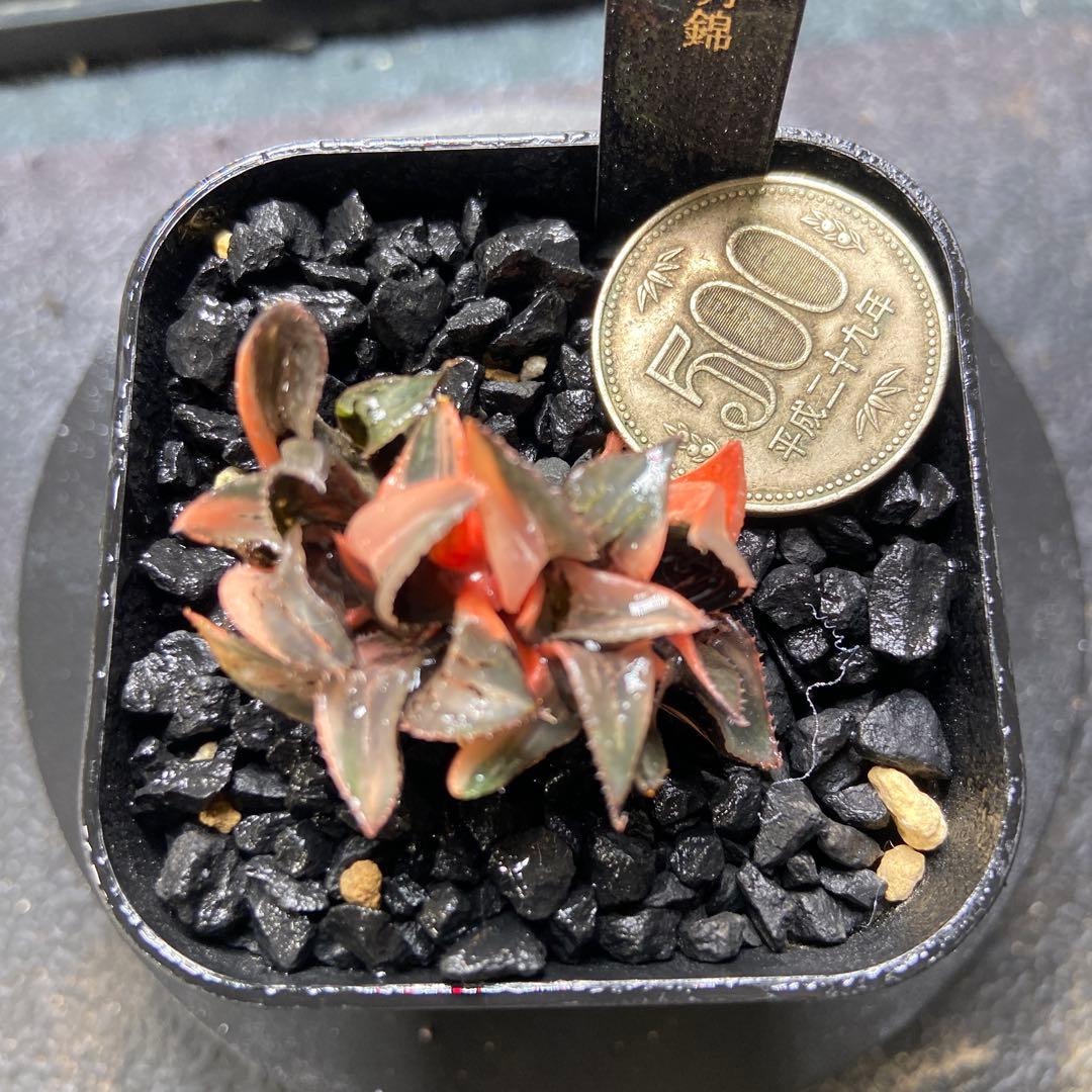 O*Z様 酒呑童子鮮明錦　群生　超美株　極上斑