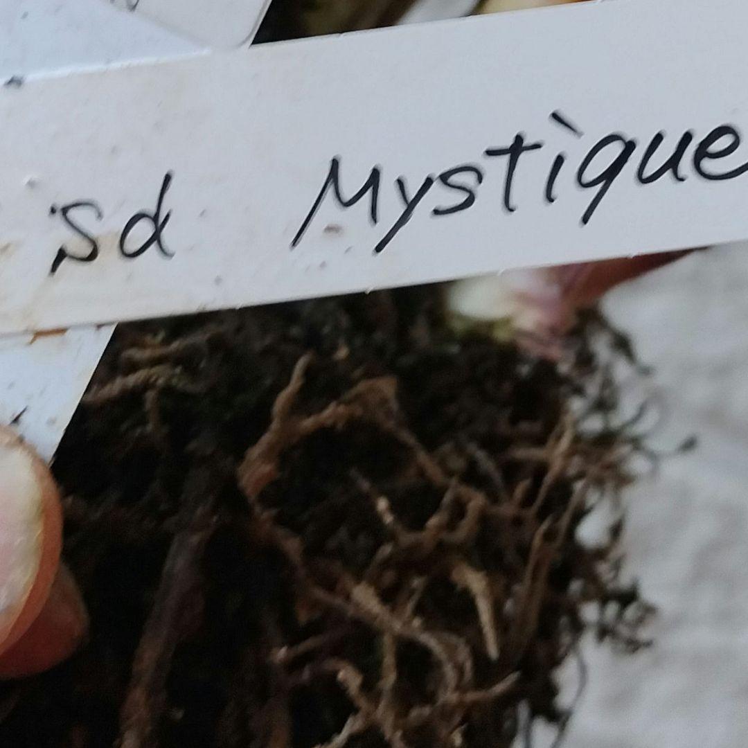 専用　お取り置き