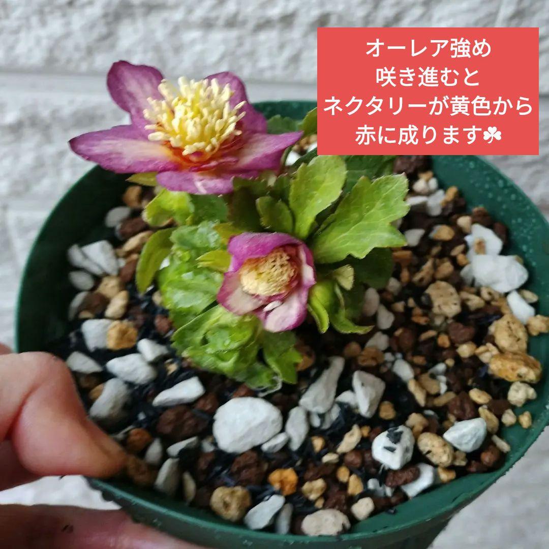 専用　お取り置き