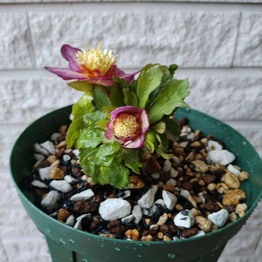 専用　お取り置き