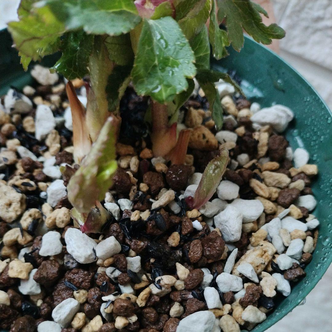 専用　お取り置き