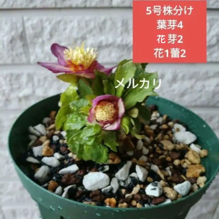 専用　お取り置き