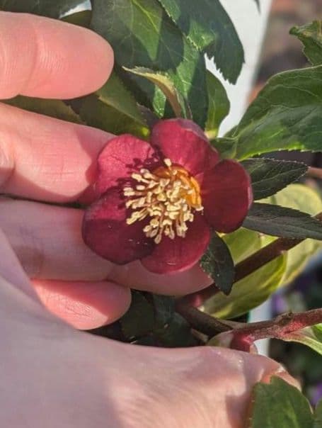 専用　お取り置き