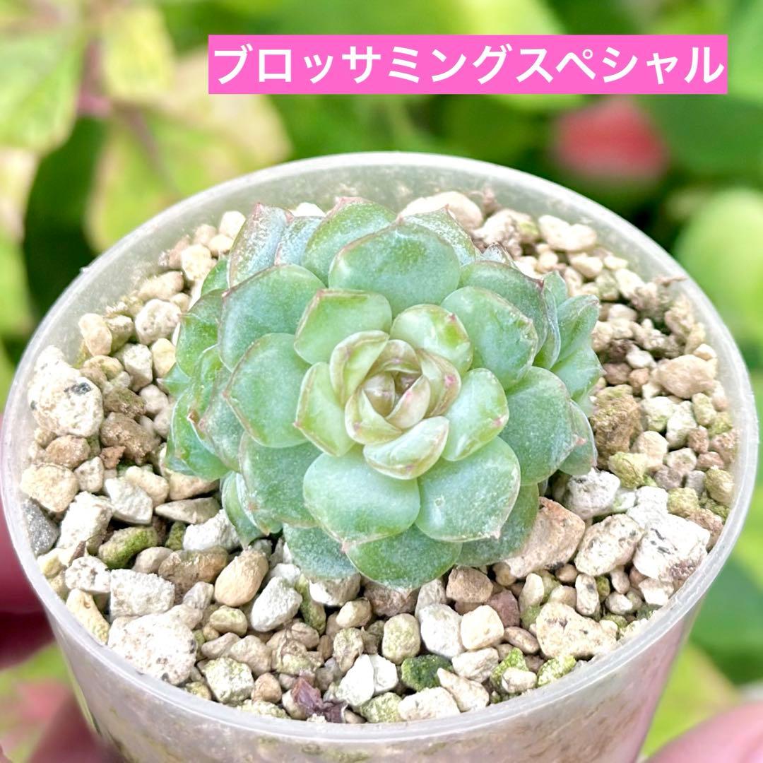 【サービス品@2780】ブロッサミングスペシャル(3頭)