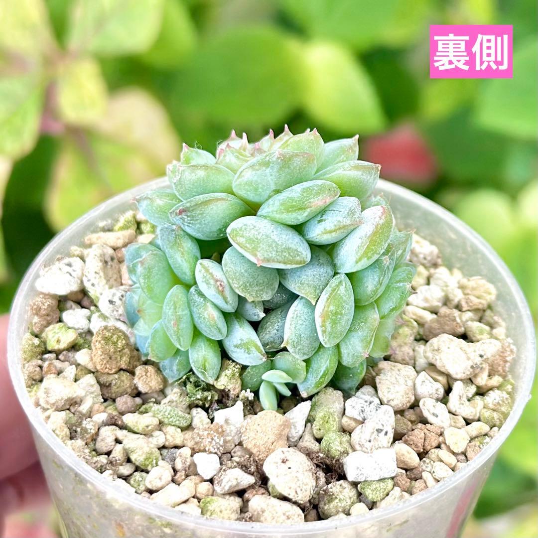 【サービス品@2780】ブロッサミングスペシャル(3頭)