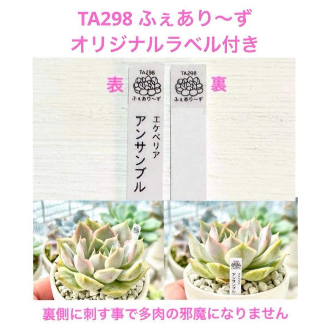 【サービス品@2780】ブロッサミングスペシャル(3頭)